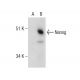 Nanog Antibody (H-2) - Western Blotting - Image 281976 
