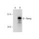Nanog Antibody (H-2) - Western Blotting - Image 281978 
