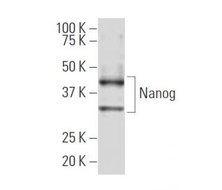 Nanog Antibody (J-29) - Western Blotting - Image 33611