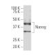 Nanog Antibody (J-29) - Western Blotting - Image 33611