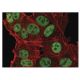 immunofluorescence image from recommended Nanog (1E6C4) monoclonal antibody replacement. Image 137486