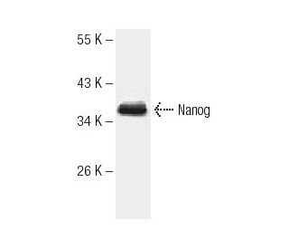 Nanog Antibody (1E6C4) - Western Blotting - Image 137485