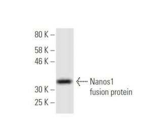 Nanos1 Antibody (5F12) - Western Blotting - Image 350363