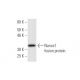 Nanos1 Antibody (5F12) - Western Blotting - Image 350363