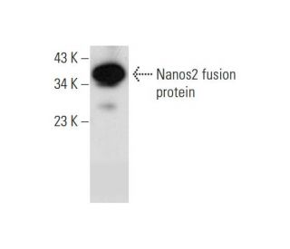 Nanos2 Antibody (B-12) - Western Blotting - Image 298591