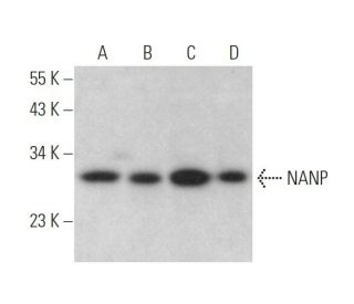 NANP Antibody (D-8) - Western Blotting - Image 371906 