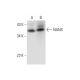 NANS Antibody (B-1) - Western Blotting - Image 314569
