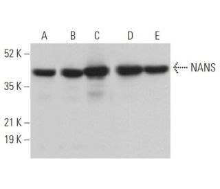 NANS Antibody (D-8) - Western Blotting - Image 371360 
