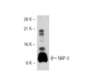 NAP-2 Antibody (3H428) - Western Blotting - Image 32209