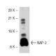 NAP-2 Antibody (3H428) - Western Blotting - Image 32209