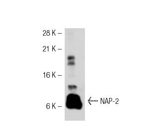 NAP-2 Antibody (5C7) - Western Blotting - Image 32208