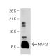 NAP-2 Antibody (5C7) - Western Blotting - Image 32208