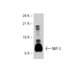 NAP-2 Antibody (NYRhNAP-2) - Western Blotting - Image 32210