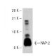 NAP-2 Antibody (NYRhNAP-2) - Western Blotting - Image 32210