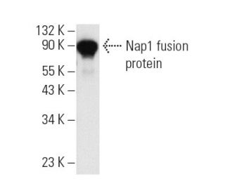 western blotting image from recommended Nap1 (D-2) monoclonal antibody replacement. Image 6517