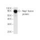 Este anticuerpo policlonal ha dejado de fabricarse. Consulta nuestro anticuerpo monoclonal recomendado <a href="nap1-antibody-d-2">Nap1 (D-2)</a> (se muestran datos de muestra). western blotting image from recommended Nap1 (D-2) monoclonal antibody replacement. Image 6517