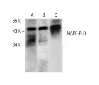 NAPE-PLD Antibody (E-8) - Western Blotting - Image 318573 