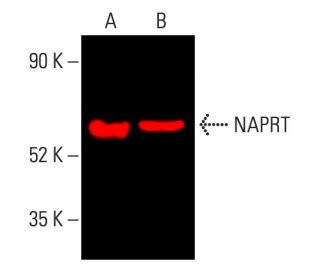 NAPRT Antibody (B-8) - Western Blotting - Image 403295 