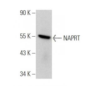 NAPRT Antibody (B-8) - Western Blotting - Image 367410