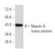 Napsin A Antibody (10C4B8) - Western Blotting - Image 358301 