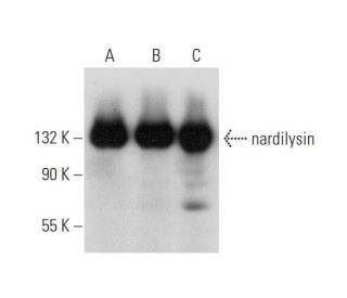 nardilysin Antibody (A-6) - Western Blotting - Image 333770 