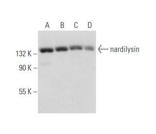 nardilysin Antibody (A-8) - Western Blotting - Image 333771 