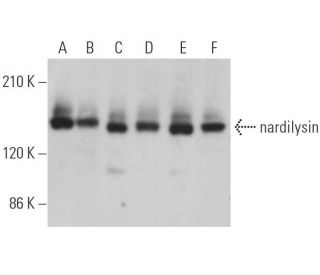 nardilysin Antibody (A-8) - Western Blotting - Image 365965