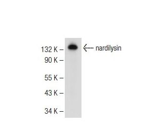 nardilysin Antibody (G-9): sc-166876