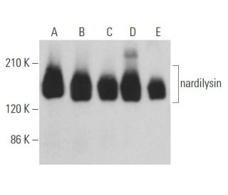 nardilysin Antibody (G-9) - Western Blotting - Image 365432 