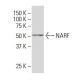 NARF Antibody (32-7) - Western Blotting - Image 34024