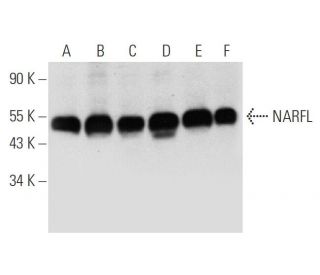 NARFL Antibody (E-7) - Western Blotting - Image 314215 