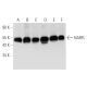 NARFL Antibody (E-7) - Western Blotting - Image 314215 