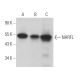 NARFL Antibody (E-7) - Western Blotting - Image 371874 