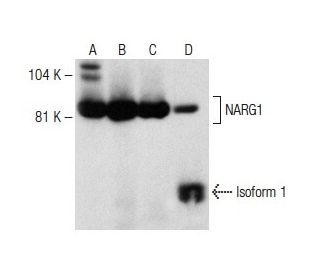 NARG1 Antibody (D-7) - Western Blotting - Image 149547 