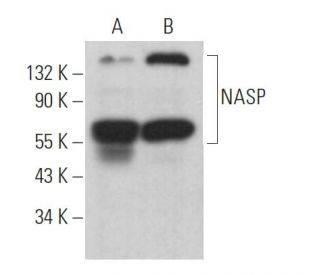 NASP Antibody (E-2) - Western Blotting - Image 368752 