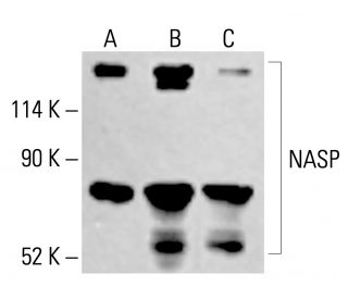 NASP Antibody (E-2) - Western Blotting - Image 415351