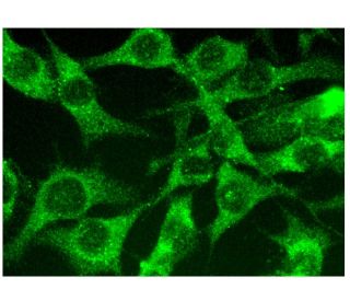 NAT-1/2 Antibody (A-1) - Immunofluorescence - Image 300855 