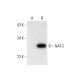 NAT-1/2 Antibody (A-1) - Western Blotting - Image 299192