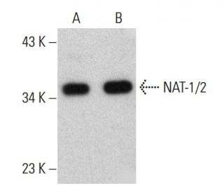 NAT-1/2 Antibody (D-9) - Western Blotting - Image 388034 