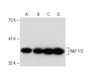 NAT-1/2 Antibody (G-5) - Western Blotting - Image 148654 