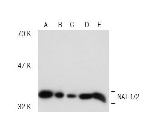 NAT-1/2 Antibody (H-7) - Western Blotting - Image 148655 