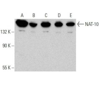 NAT-10 Antibody (D-5) - Western Blotting - Image 359374 