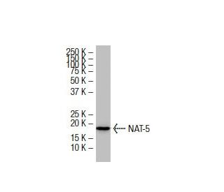 NAT-5 Antibody (36-8) - Western Blotting - Image 34015 