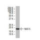 NAT-5 Antibody (36-8) - Western Blotting - Image 34015 