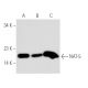 NAT-5 Antibody (36-8) - Western Blotting - Image 55410