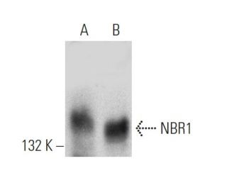 NBR1 Antibody (4BR) - Western Blotting - Image 368568 