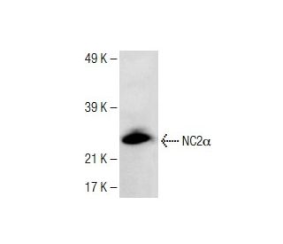 NC2&alpha; Antibody (H-3) - Western Blotting - Image 150025