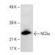 NC2α Antibody (H-3) - Western Blotting - Image 150025