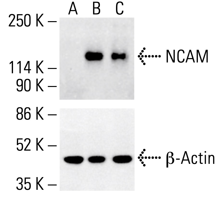はたーページ Pacific Blue anti-human CD56 NCAM Antibody anti-CD56 - HCD56