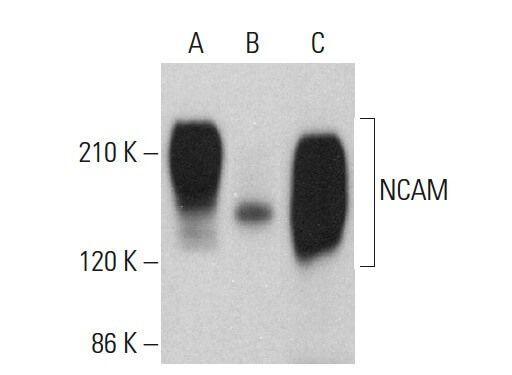 NCAM/CD56 Antibody (ERIC 1) | SCBT - Santa Cruz Biotechnology